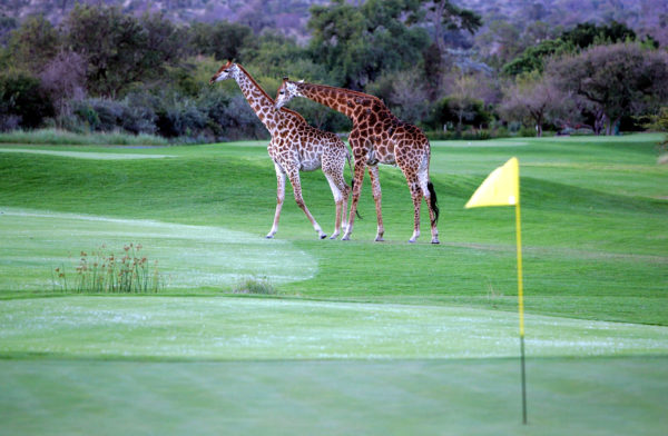Out-Of-Bounds_Leopard-Creek-Golf-Course_golfbana